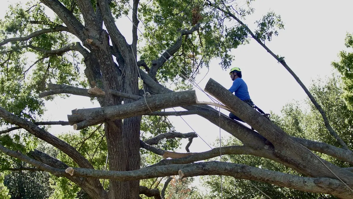 Professional Crown Thinning performed by certified arborists in Walshville